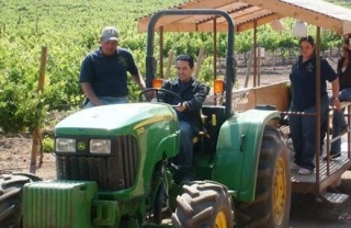  Grape harvesting 